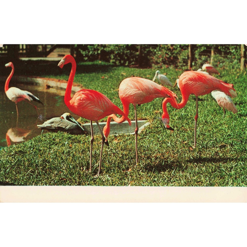 Vtg Everglades Wonder Gardens Florida Pink Flamingos Postcard HW Hannau NCP-3344